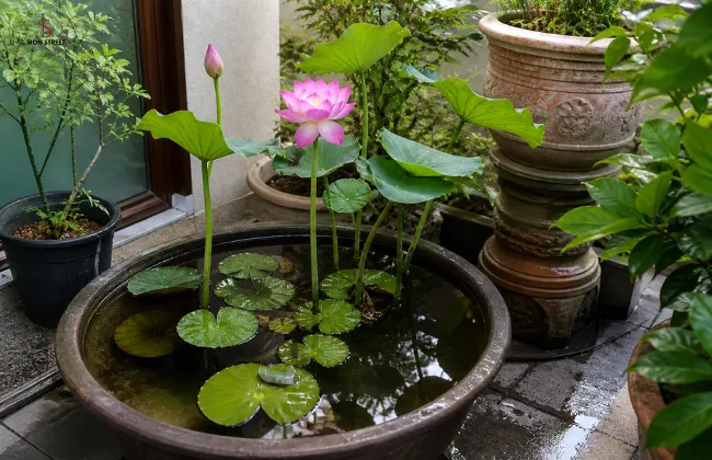Lotus Plant