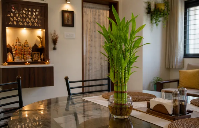 Lucky Bamboo